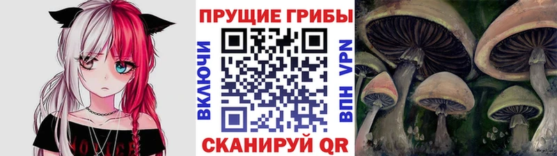 что такое наркотик blacksprut ссылка Галлюциногенные грибы Psilocybe Волхов